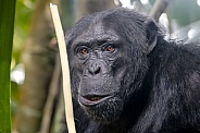 chimpanzee (Pan troglodytes)