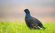 Black Grouse