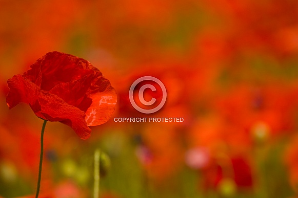 Poppies Poppies