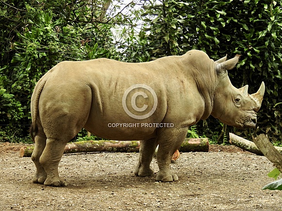 White Rhinoceros