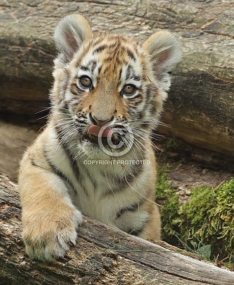Tigercub