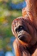 Borneo orang-utang (Pongo pygmaeus)