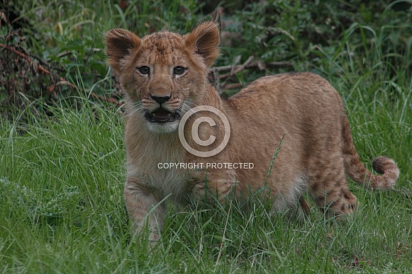 Lion Cub Standing Up Facing Forwards