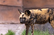 African Painted Dog