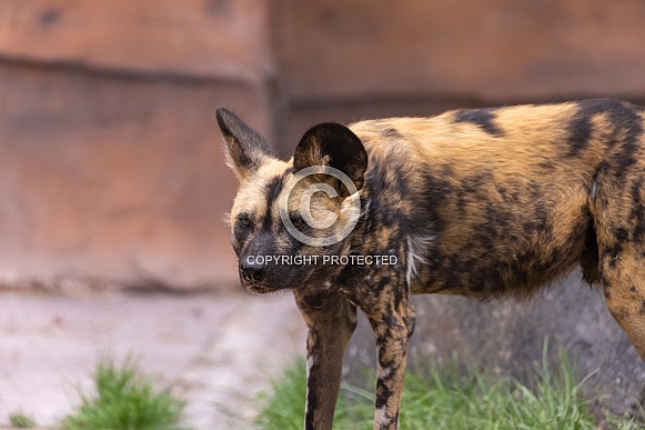 African Painted Dog African Painted Dog