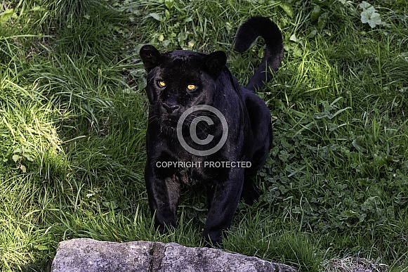 Black Jaguar Sitting