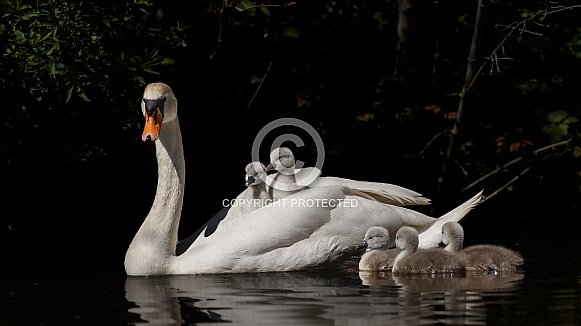 The mute swan (Cygnus olor)