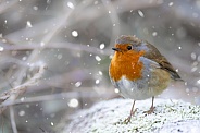 Portrait of a robin in the snow