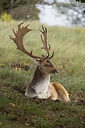 Fallow Deer during mating season