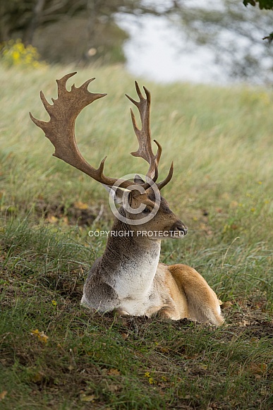 Fallow Deer during mating season