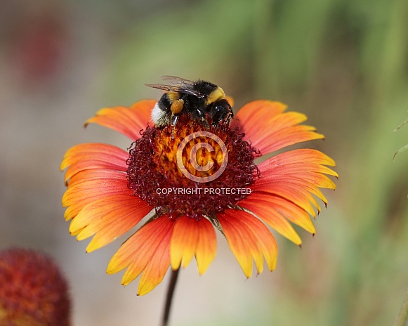 Bumblebee On Blanket Flower