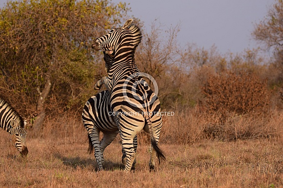 Zebras
