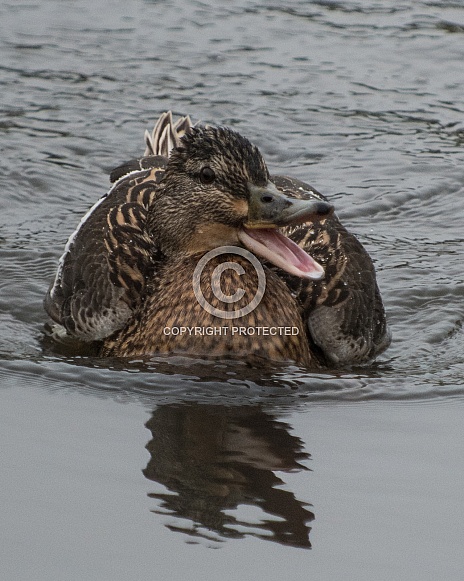 mallard duck mallard duck
