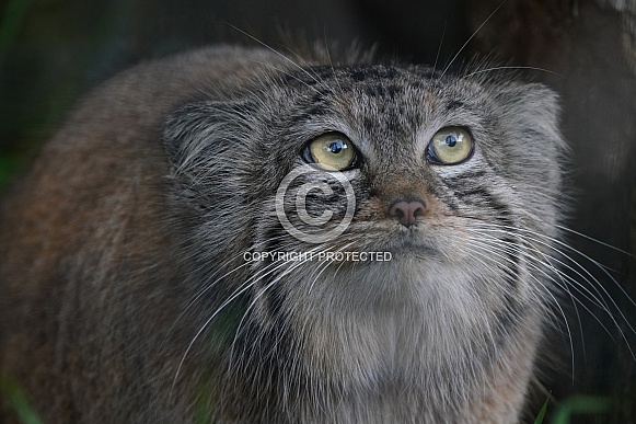 Pallas's cat