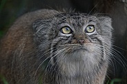 Pallas's cat