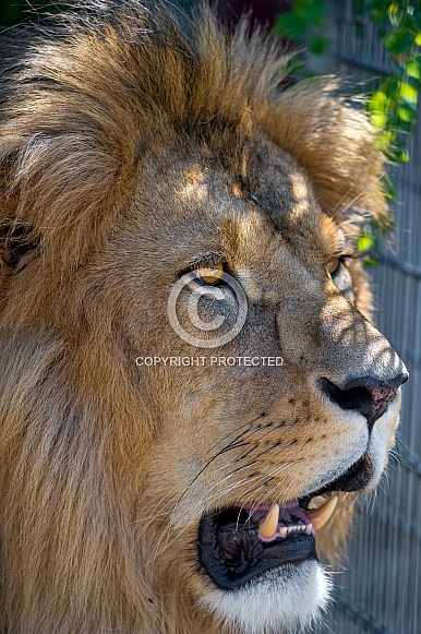 Lion Portrait