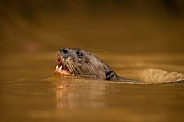 Giant river otter in the nature habitat