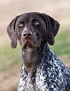 Close up head shot of a German short hair pointer
