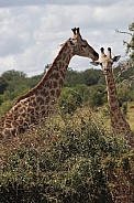 Giraffe