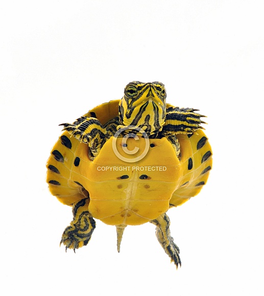 Cooter