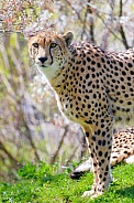 Cheetah standing in grass