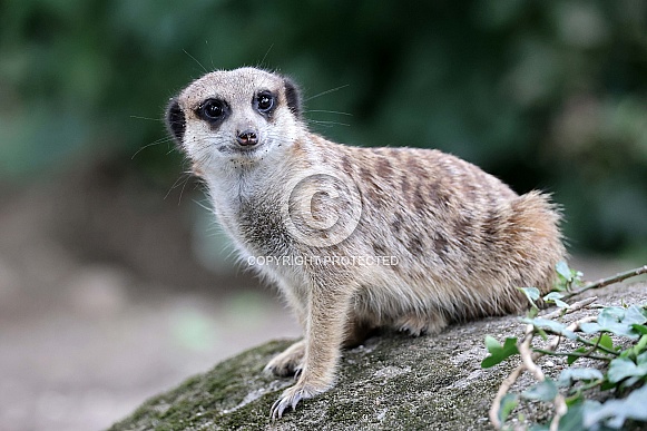 Meerkat Meerkat