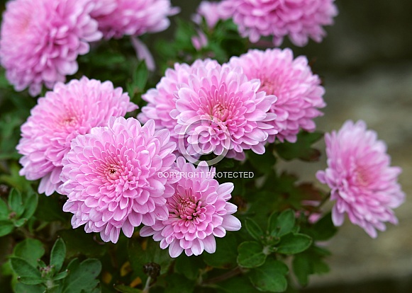 Pink Chrysanthemum Flowers