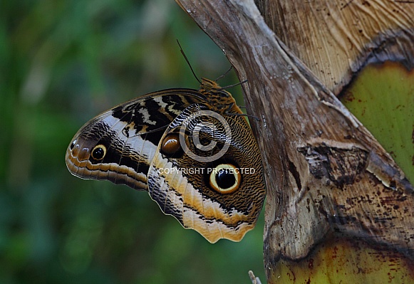 Giant Owl butterfly