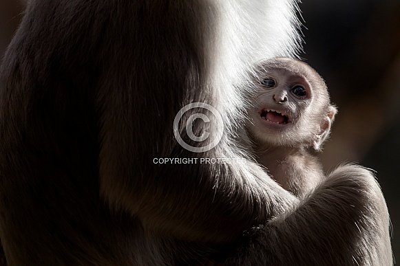 Northern plains gray langur (Semnopithecus entellus)