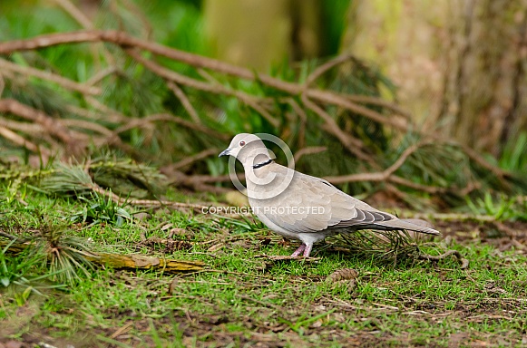 Collared Dove