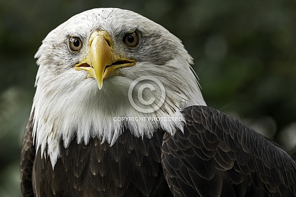 Bald Eagle Face Close Up