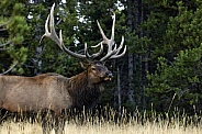 Elk-Grand Bull Elk
