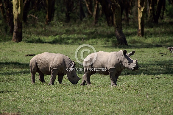 White Rhino Calves