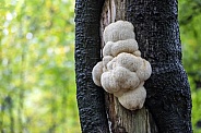 Lions mane mushroom