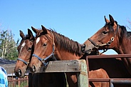 Thoroughbred Mares and Foals