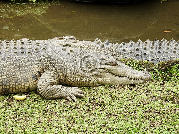 Saltwater Crocodile