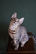 Savannah Cat