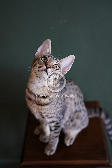 Savannah Cat