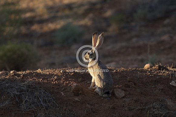 Jackrabbit