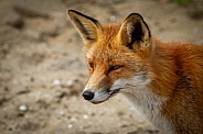 Closeup from a Fox