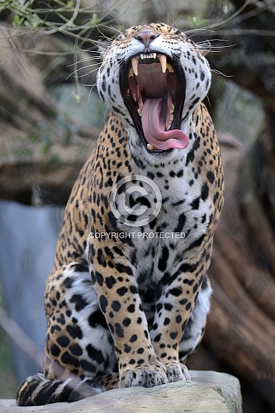 Jaguar