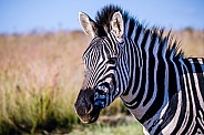Zebras