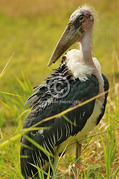 Marabou Stork