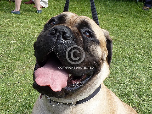 Bullmastiff