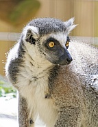 Lemur