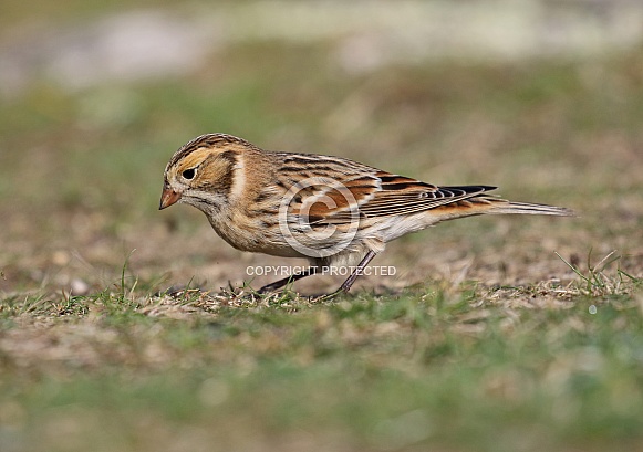 Lapland Bunting Lapland Bunting