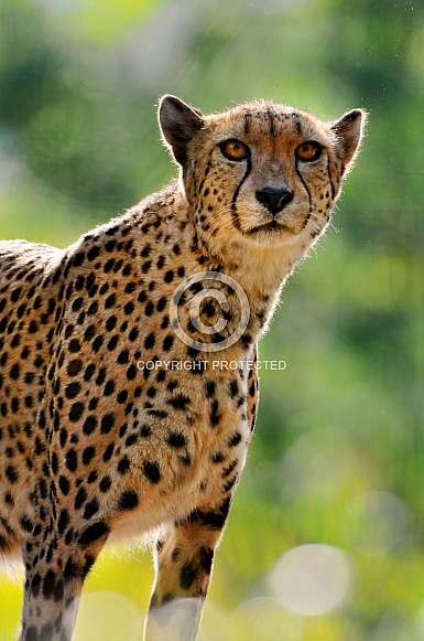 Cheetah