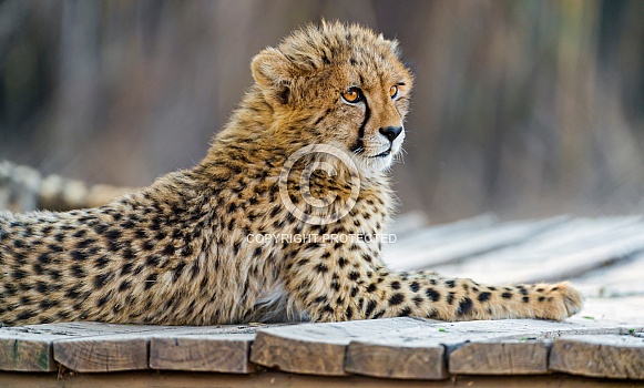 Cheetah Cheetah