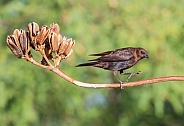 Female Bronzed Cowbird in Arizona
