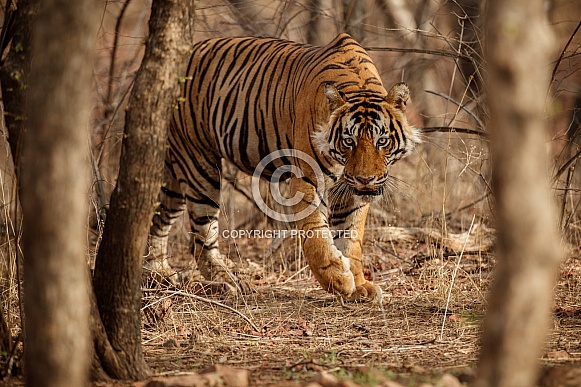 Beautiful tiger in the nature habitat. Tiger pose in amazing light. Wildlife scene with wild animal. Indian wildlife. Indian tiger. Panthera tigris tigris.